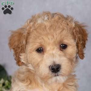 Buster, Bich-Poo Puppy